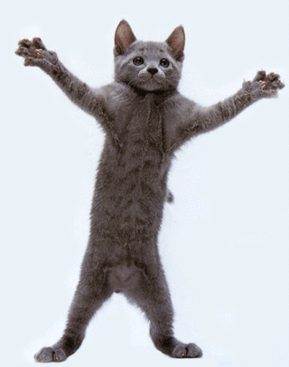 Śmiesznie tańczący kot